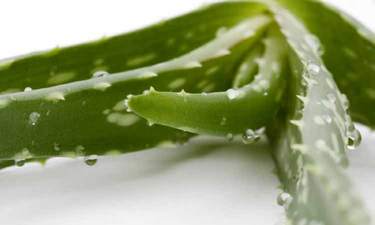 Razor Aloe on 6 Home Remedies to Get Rid Of Razor Bumps Fast