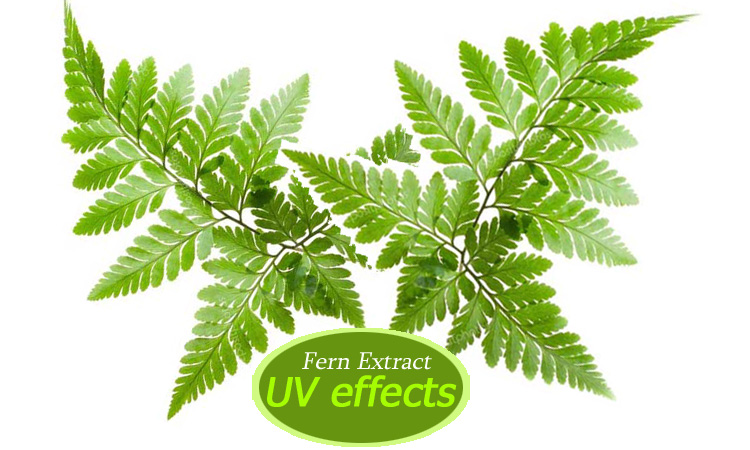 Fern Extract