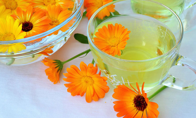 Calendula on 10 Effective Home Remedies To Treat Sunburn 