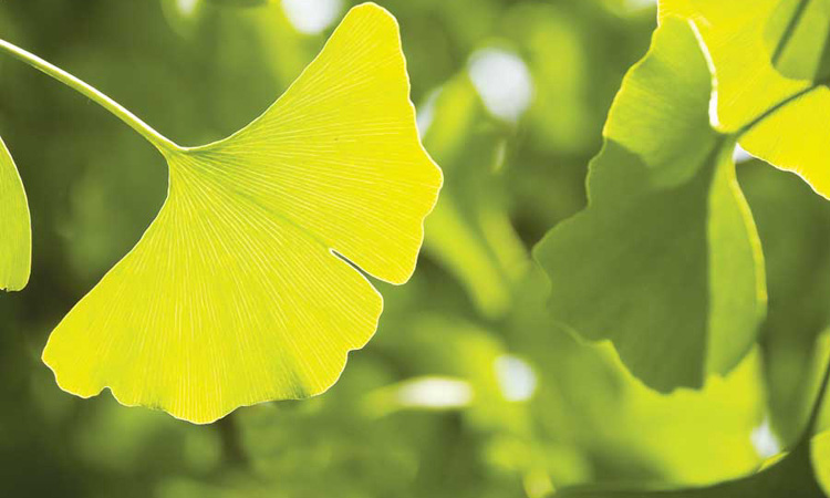 Ginkgo on Five Chinese Herbs to Treat all Winter Sickness