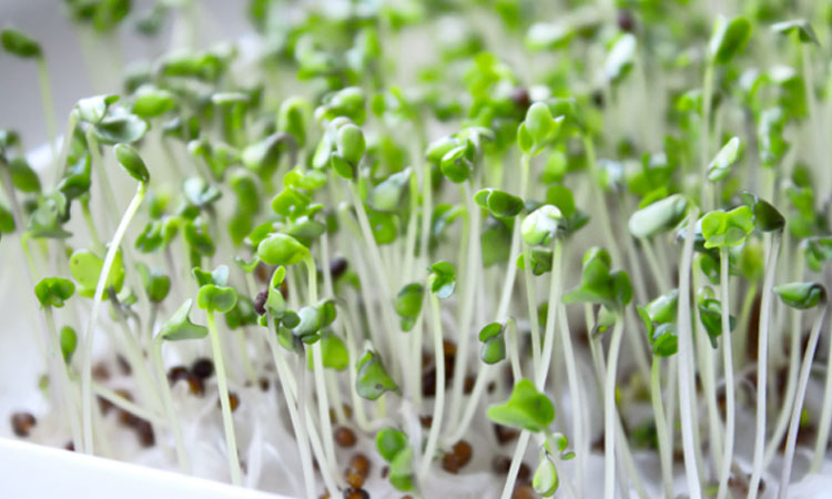 sprouts on How To Fight Cellulite In Simple And Effective Ways