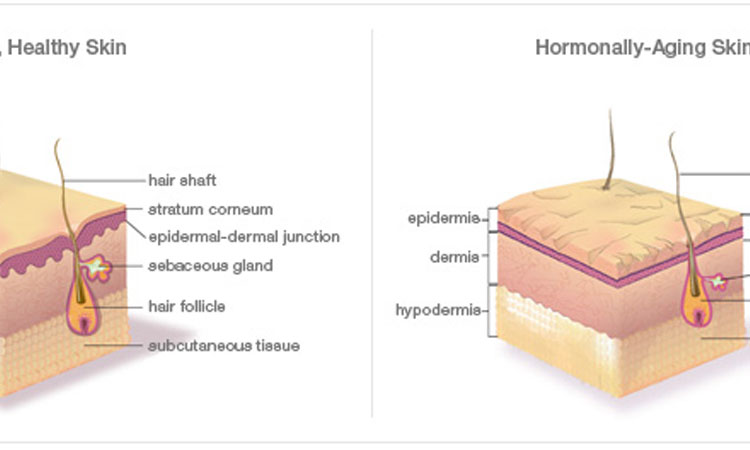 Hormones on Best Tips For Clear SkinCare: Alter Your Skin Naturally 